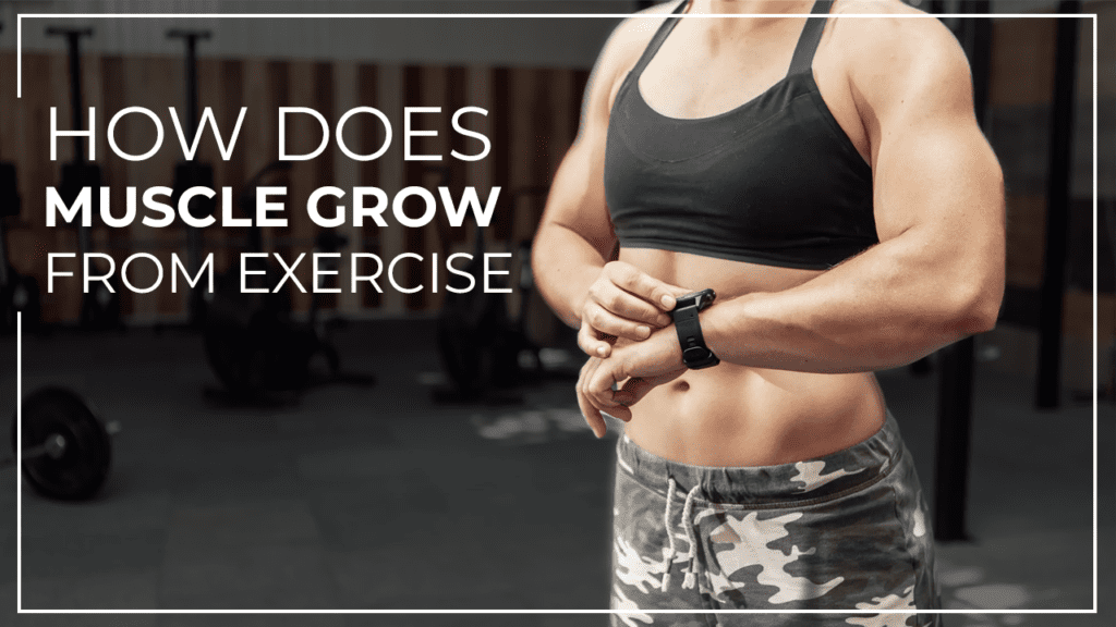 How does muscle grow from exercise